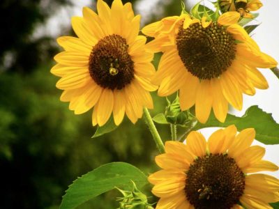 sunflower